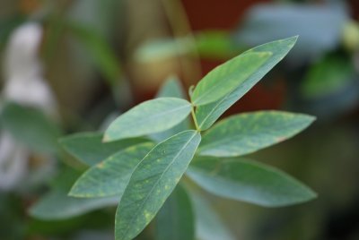 Eucalyptus dalrympleana - blahovičník